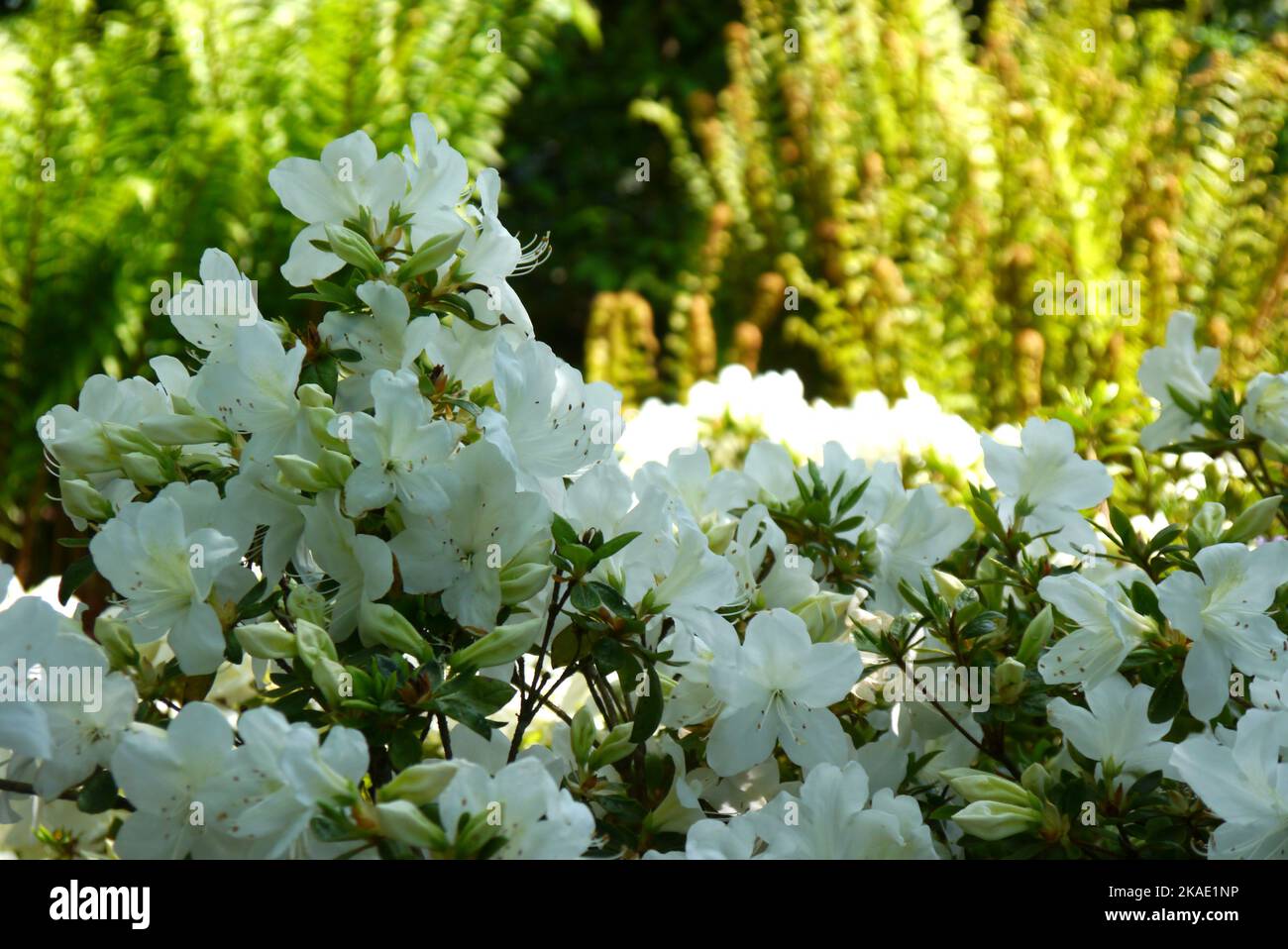 White Rhododendron `Snow Hill` (Azalea) Flowers with Sunlit 'Curly Ferns' grown at RHS Garden Rosemoor, Torrington, Devon, England, UK. Stock Photo